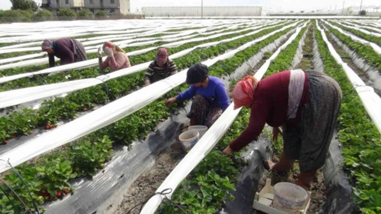 Mersin’de açıkta çilek hasadı başladı: 80 bin ton ürün bekleniyor