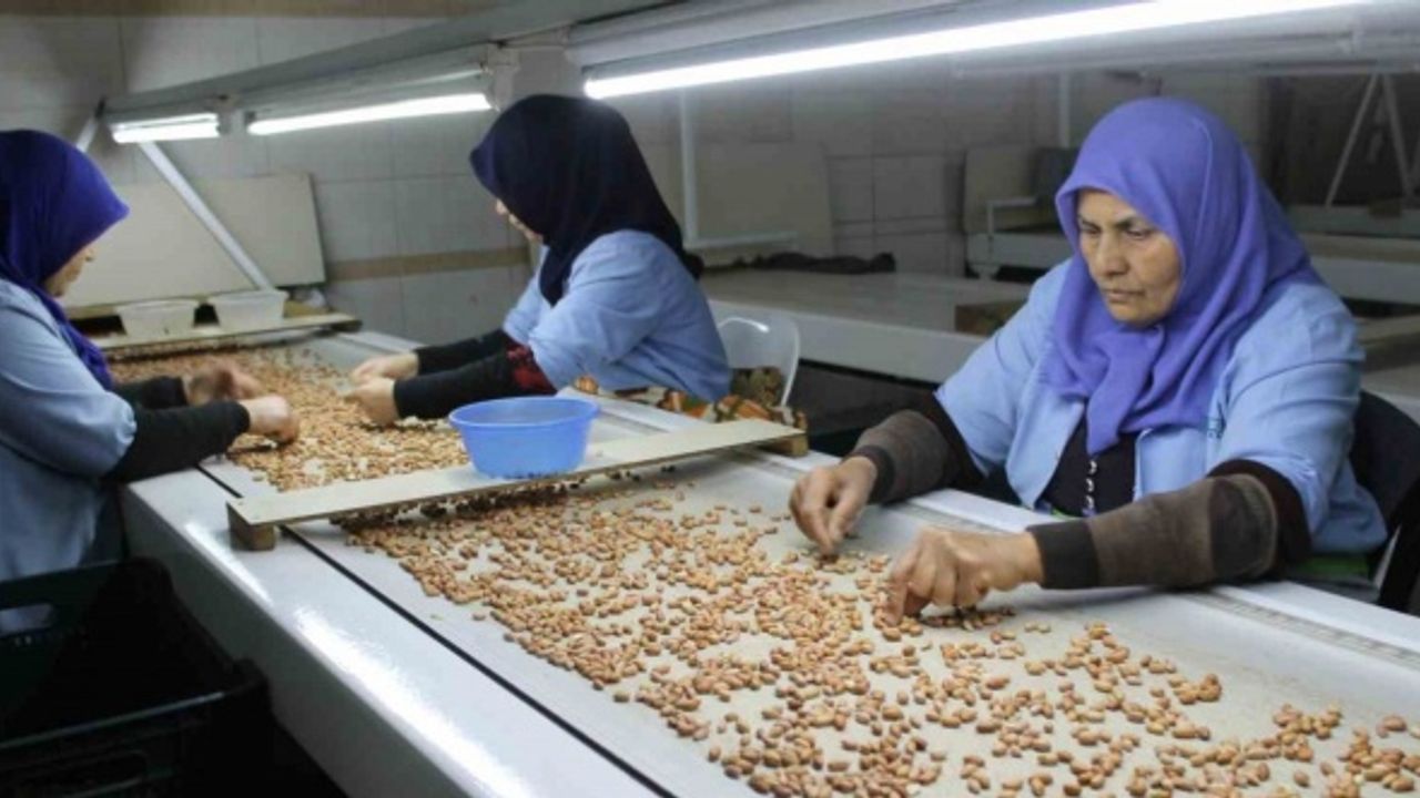 Osmaniye’de fabrikalar yer fıstığı üretimi için mesai yapıyor
