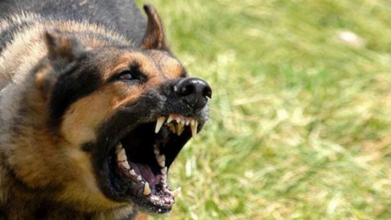 Ankara'daki köpek saldırısıyla ilgili İçişleri soruşturma başlattı
