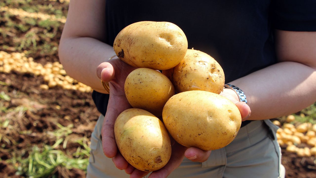 Adana'da patates hasadı; tarlada kilosu 20 TL'ye düştü