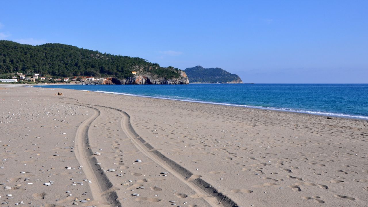 Gazipaşa sahilinde yeşil deniz kaplumbağası ölüsü bulundu
