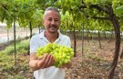 Mersin'de ilk hasadı yapılan üzüm, kilosu 600 TL'ye ihraç edildi