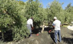 Mersin’de yılın ilk sofralık zeytin hasadı başladı