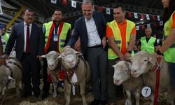 İnegöl'de Koç ve Süs Tavukları podyumda
