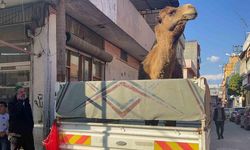 Adana’da deve kesilmekten son anda kurtarıldı