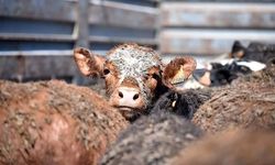 Türkiye'ye Angus Sığırları Geldi: İthal Edilen 16 Bin 30 Başlık!
