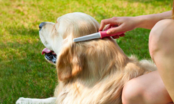 Doğal Pire Kontrol Yöntemleri: Köpeğiniz için En İyi Seçenekler