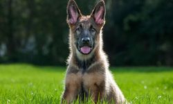 Köpek Beslerken Dikkat Edilmesi Gereken Hususlar