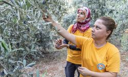 Mezitli'de Zeytin Hasadı, Kız Çocuklarına Eğitim Desteği Sağlayacak