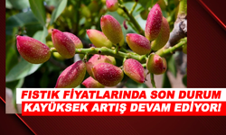 Fıstık Fiyatlarında Son Durum: Kavlak ve Kabuklu Fıstıkta Yüksek Artış!