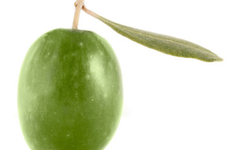 Mersin’de Zeytin Sezonu Ne Zaman Açılır?