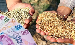 🌾 Buğdaya Zam, Arpaya İndirim! Hububat Piyasası Karıştı