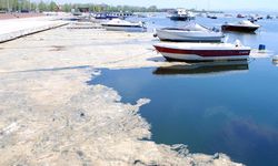 Beykoz Açıklarında Müsilaj Artışı: Deniz Çayırlarında Endişe Verici Gelişme