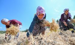 Gülnar’ın Atalık Nohutu Toprakla Yeniden Buluştu