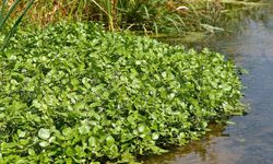 USDA Raporunda Zirveye Çıktı: İşte Dünyanın En Sağlıklı Yeşilliği