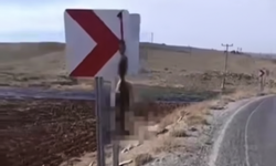 Silifke’de Vicdansızlık: Tilkiyi Öldürüp Trafik Levhasına Astılar