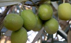 Mersin Mut’ta 120 Bin Ton Zeytin Rekoltesi Bekleniyor