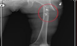 Arkadaşını öldürüp, yaraladığı sevgilisini 21 gün boyunca evinde tutan sanık için müebbet istemi