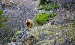 Mahkeme, Munzur'da doğal sit alanı iptal davasını reddetti