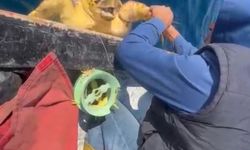 Misinaya dolanan caretta carettayı amatör balıkçı kurtardı