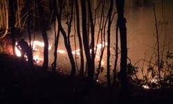 Ordu'da ormana da sıçrayan örtü yangını kontrol altına alındı