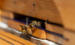 Yenişehir Belediyesi’nden Türkiye’de Bir İlk: Arı Merası Kuruldu