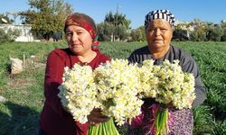 Mersin'de nergisler erken açtı; boğumu 300 TL'ye satılıyor