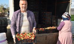 Serik'te turfanda çilek hasadı başladı