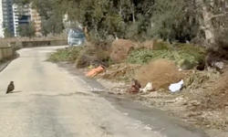 Mersin Susanoğlu’nda yol kenarına atılan keçi leşi tepki çekti
