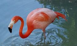 Mersin'de Göksu Deltası'nda göçmen kuş yoğunluğu