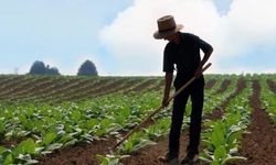 Mersin Çiftçileri 2025’te Ne Ekiyor?