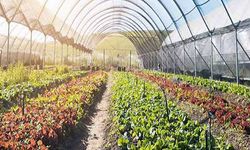 Mersin Seracılık Rehberi – En Verimli Bölgeler