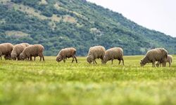 Mersin Çobanlık Mesleği Yeniden Canlanıyor