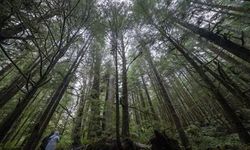 Yağmurun Hiç Durmadığı Ülke ve Şehir neresi ?