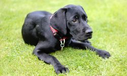 Labrador Retriever Satın Alma Rehberi Labrador Retriever Fiyatları 2026