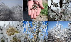 Meteoroloji Uyardı: Doğu Akdeniz’de Kuvvetli Don Geliyor