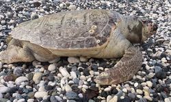 Erdemli Sahilinde Üzücü Manzara: Yetişkin Caretta Caretta Kıyıya Vurdu