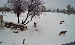 Bozyazı’da Kurtlar Köye İndi