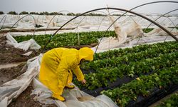 Antalya'da peş peşe hortumlar; seralar yıkıldı, çatılar uçtu (4)