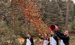 Bucak'ta karpelli sedir tohumları toprakla buluştu