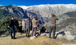 Çamlıyayla'da yaban keçileri