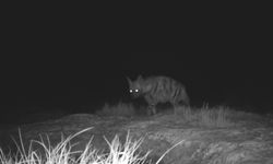 Dağ ceylanı, çizgili sırtlan ve kurt aynı habitatı paylaşıyor