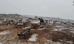 Dağ ceylanları 4 yıl aradan sonra karla buluştu
