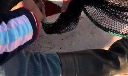 Gagasına iğne batıp, misinaya dolanan martı kurtarıldı