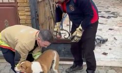 Hatay'da bahçe kapısına sıkışan köpek kurtarıldı