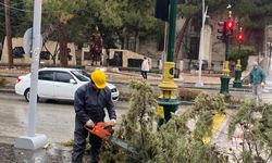 Kuvvetli rüzgar ağacı devirdi