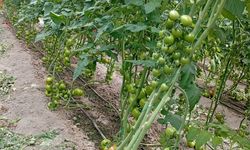 Orman arazilerindeki seraların yıkımı ertelendi