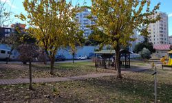 Sahipsiz 2 kurt köpeği, tasmayla gezdirilen evcil köpek ile sahibine saldırdı (2)