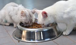 Sokak Hayvanları Geçici Bakımevi can dostlara yeni yuva yolu oluyor