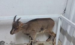 Yaban keçisi tedaviye alındı